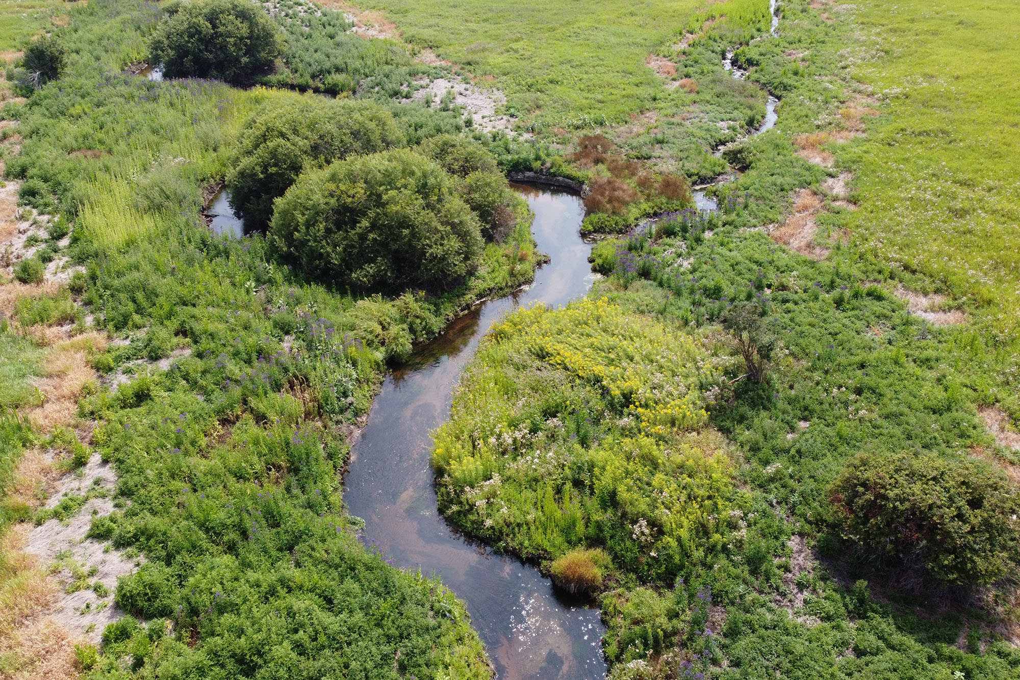 The Kids Creek Riparian Restoration & Stormwater Wetland Enhancement Project