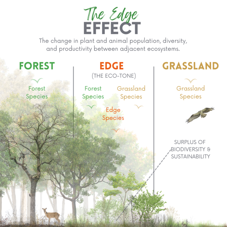 The Edge Effect