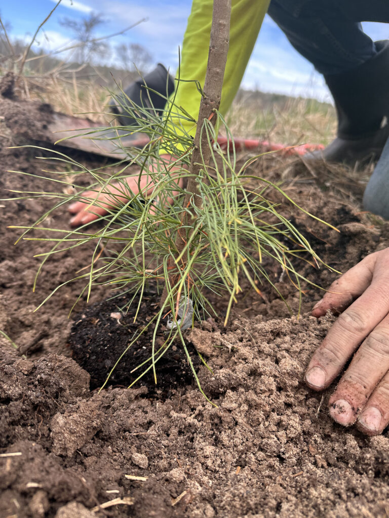 Manistee River Riparian Project