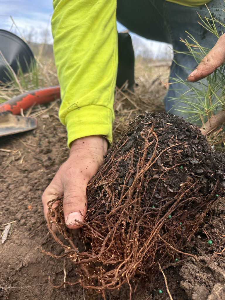 Manistee River Riparian Project