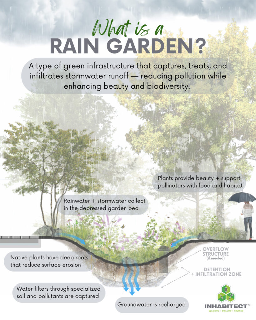 rain garden graphic