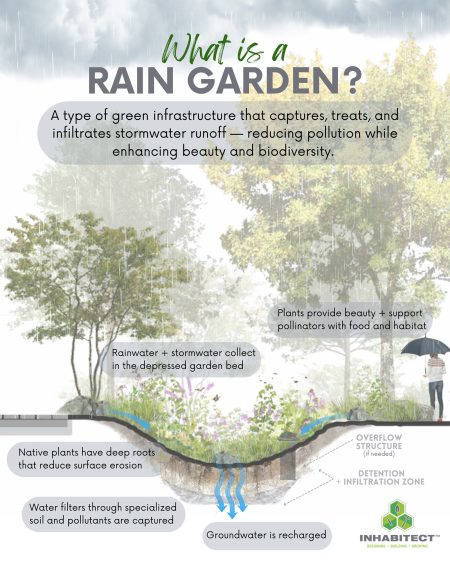 rain garden graphic